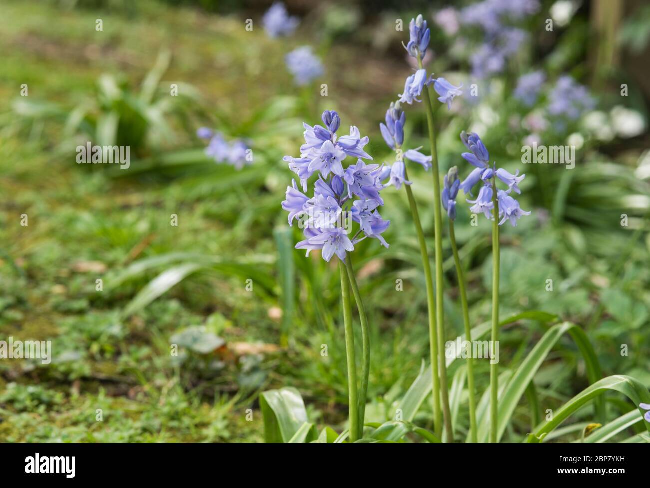 Fioritura Bluebell spagnolo (Hyacinthoides hispanica) Foto Stock