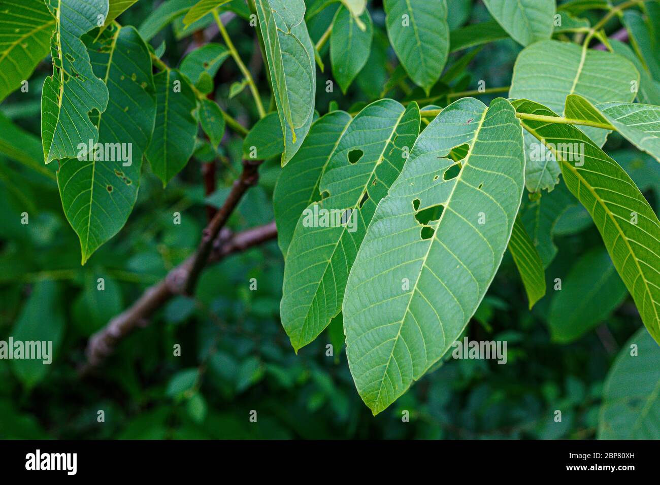 Foglie di noce mangiate dagli insetti Foto Stock