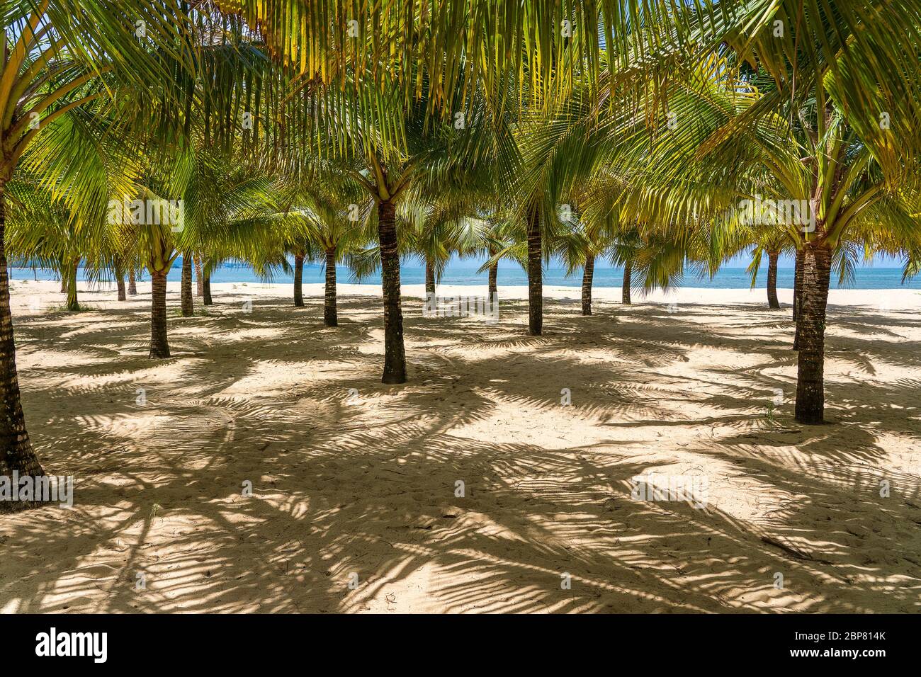 Palme verdi di cocco sulla spiaggia di sabbia bianca vicino al Mar Cinese Meridionale sull'isola di Phu Quoc, Vietnam. Concetto di viaggio e natura Foto Stock