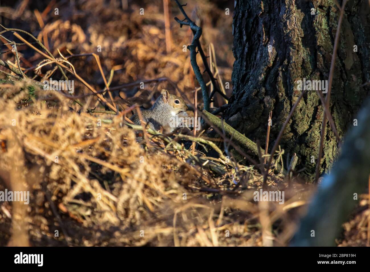 Un piccolo scoiattolo che mangia una noce in bosco, Arne. Foto Stock