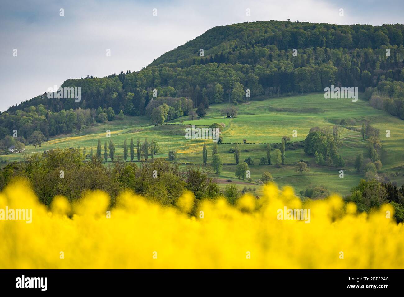 collina nel giura svizzero in primavera con un campo di rapefield fiorente Foto Stock