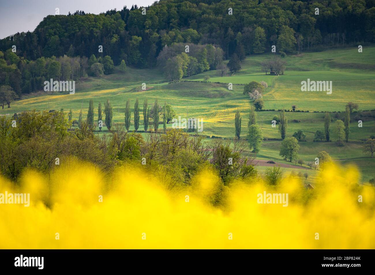 collina nel giura svizzero in primavera con un campo di rapefield fiorente Foto Stock