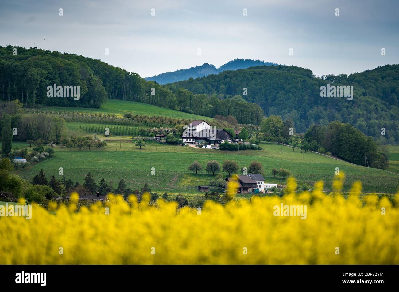 Baselbieter Bauernhof mit blühendem Rapsfeld Foto Stock