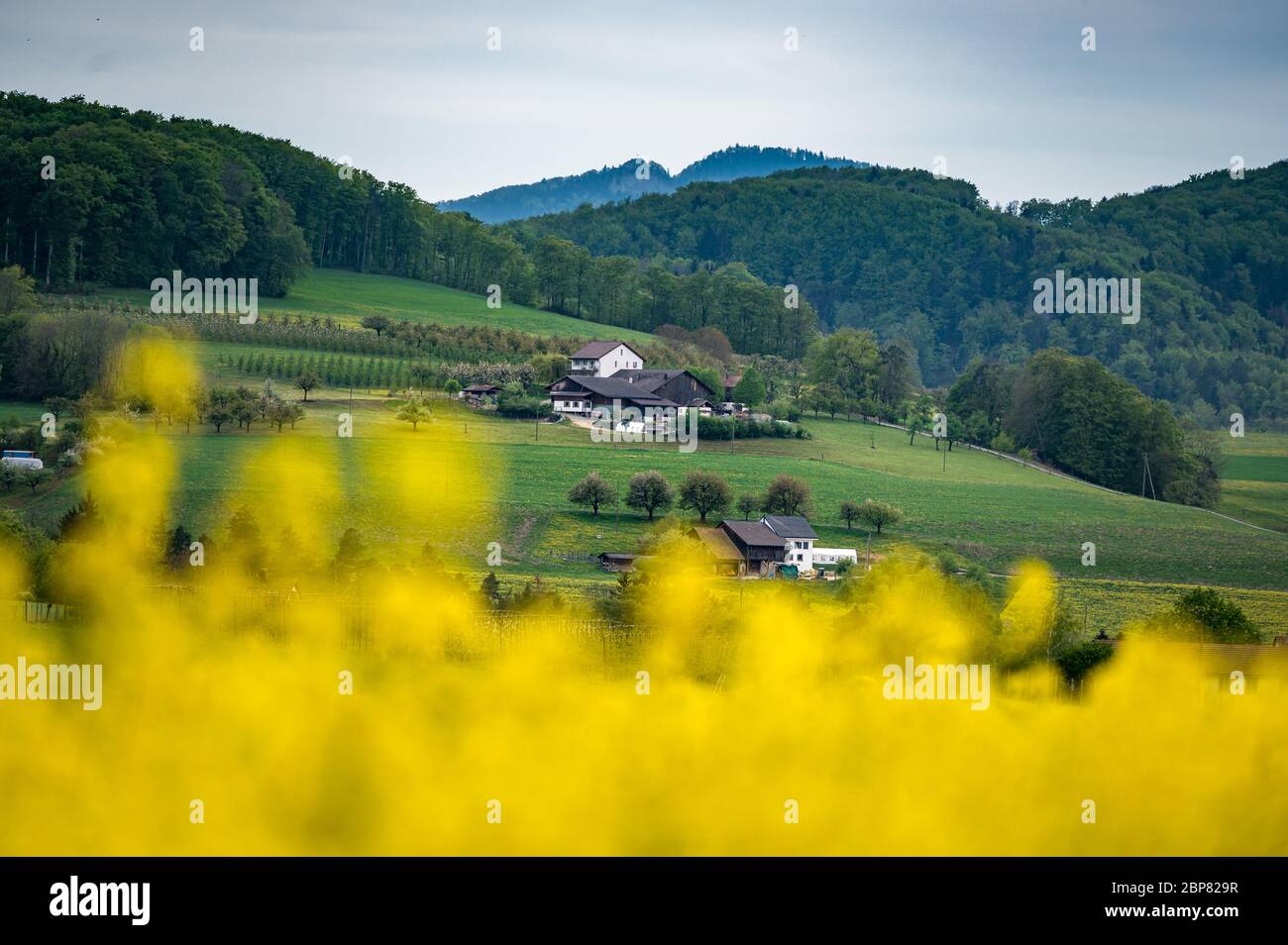 Baselbieter Bauernhof mit blühendem Rapsfeld Foto Stock