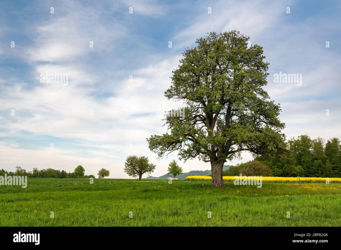 Splendido paesaggio primaverile con un albero di pera gigante e un prato con dandelioni fiorenti Foto Stock