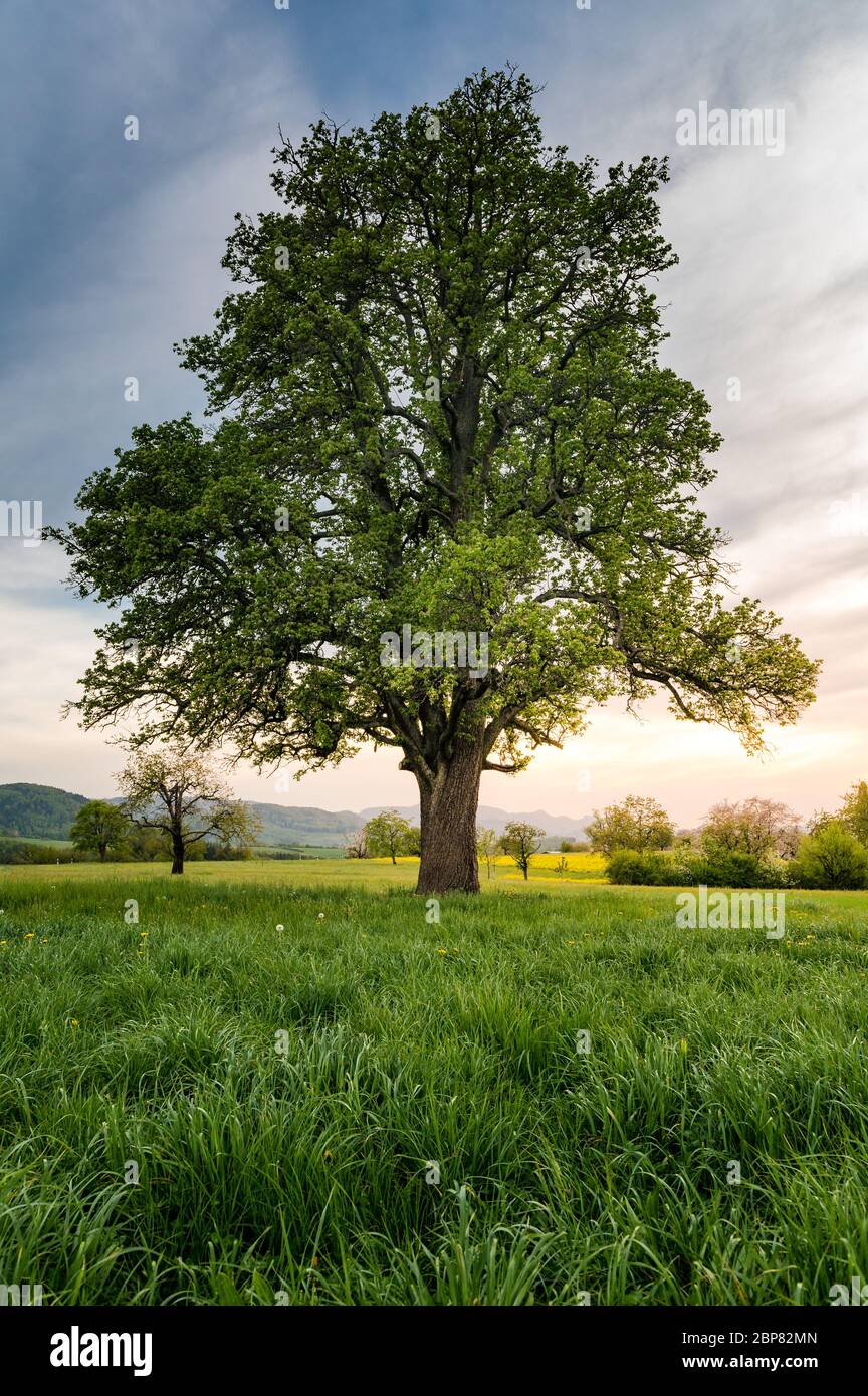 Splendido paesaggio primaverile con un albero di pera gigante e un prato con dandelioni fiorenti Foto Stock