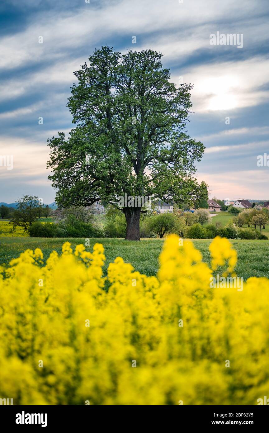 Splendido paesaggio primaverile con un albero di pera gigante e un campo di rape fiorente Foto Stock