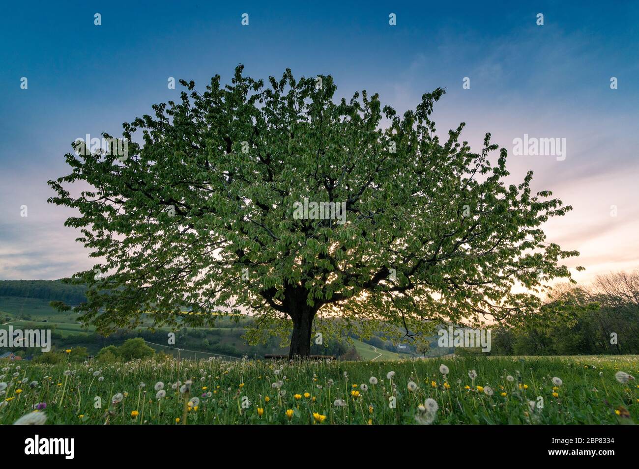 albero di primavera perfettamente scaped in prato Foto Stock