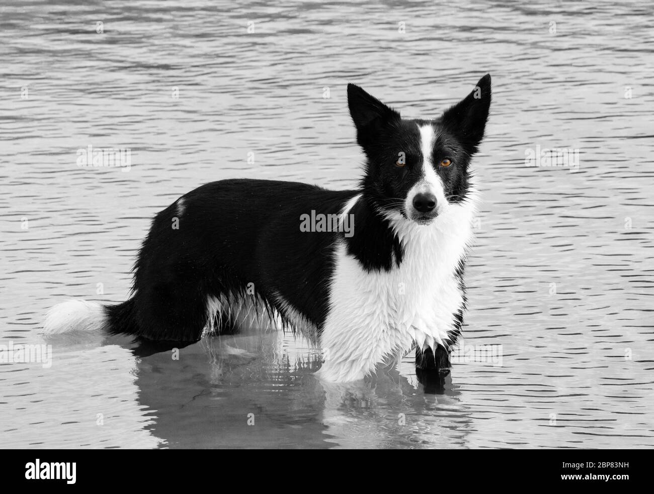collie di bordo Foto Stock