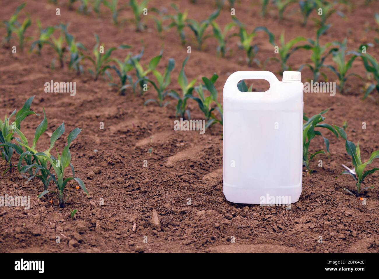 Contenitore antiparassitario mais sul campo, immagine simulata per prodotti di protezione del raccolto Foto Stock
