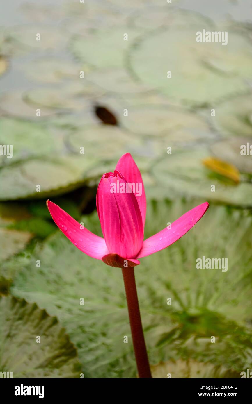 Nymphaea Nouchali Burm. Fiore Foto Stock