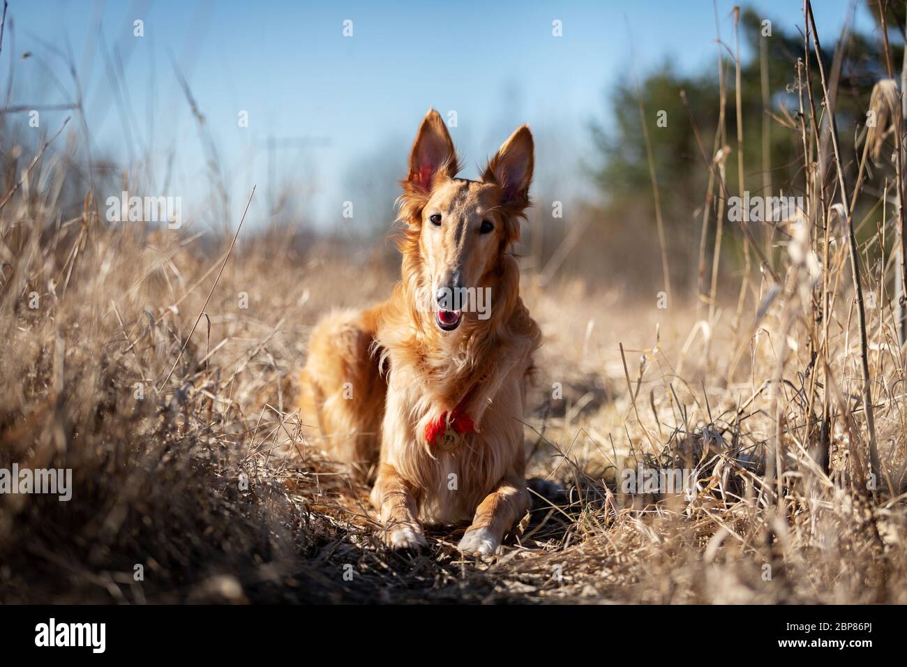 Cucciolo rosso di bortoi cammina all'aperto in primavera giorno, russo sospiro, undici mesi Foto Stock