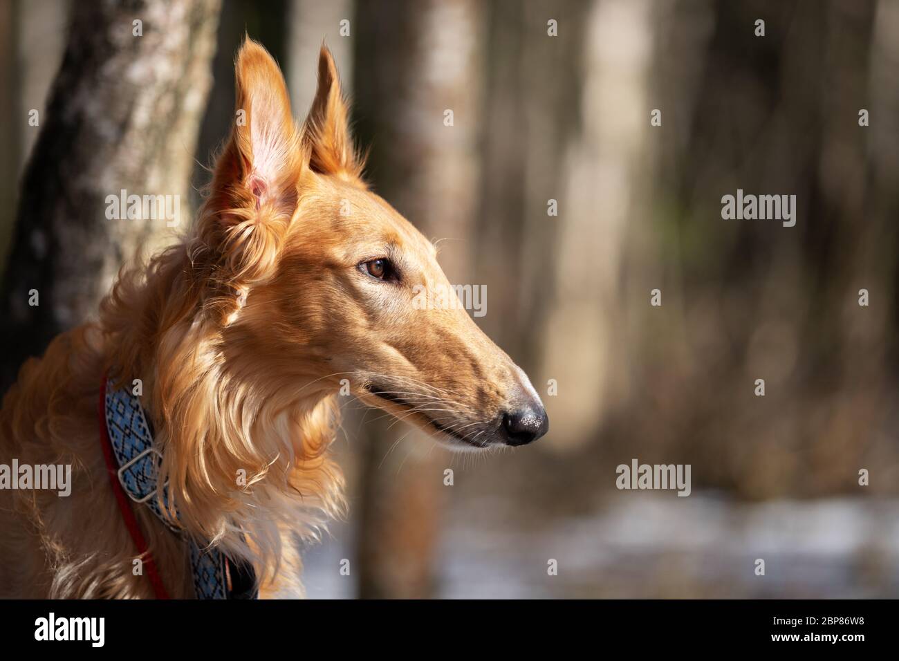 Cucciolo rosso di bortoi cammina all'aperto in primavera giorno, russo sospiro, undici mesi Foto Stock
