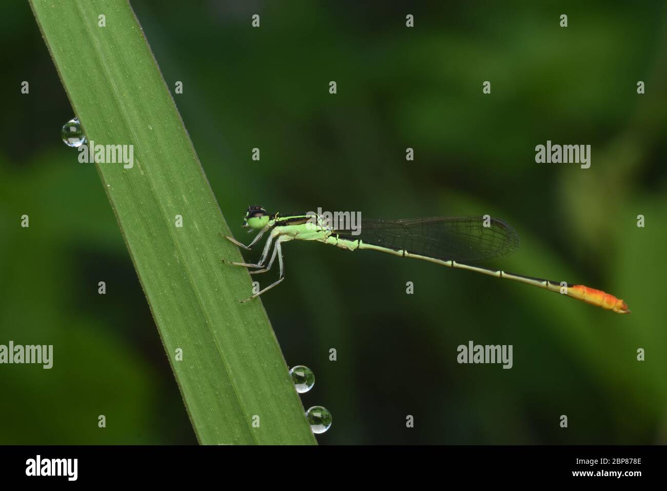 Capocchia Di Spillo Immagini E Fotos Stock Alamy