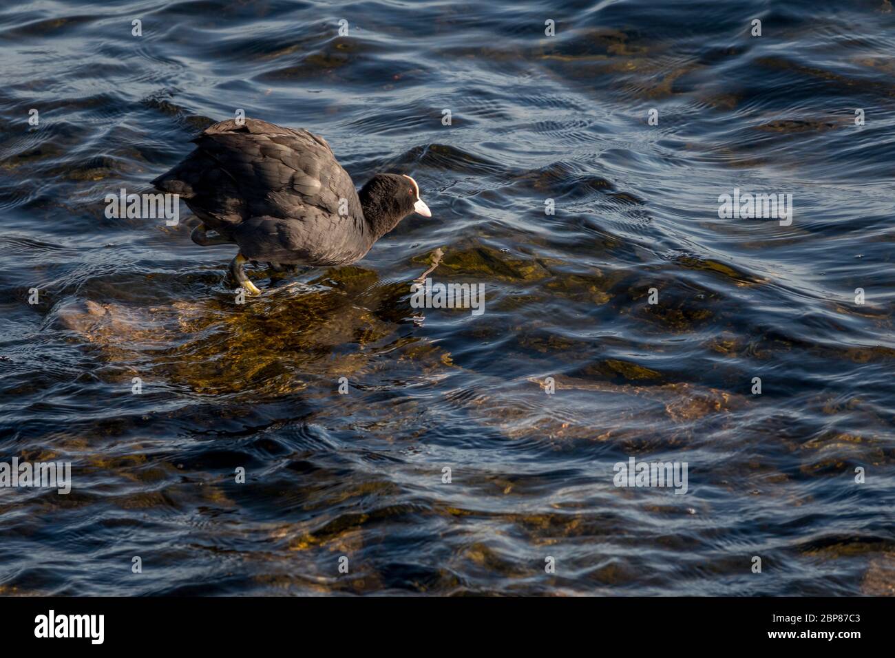 uccello comune di moorhen in piedi su una pietra in acqua pronto per tuffarsi e nuotare Foto Stock