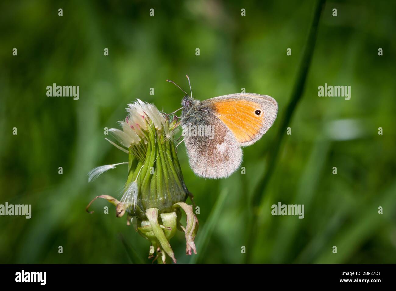 Small Heath butterfly (Lepidoptera Coenonympha pamphilus) alimentazione su un fiore rosa Foto Stock