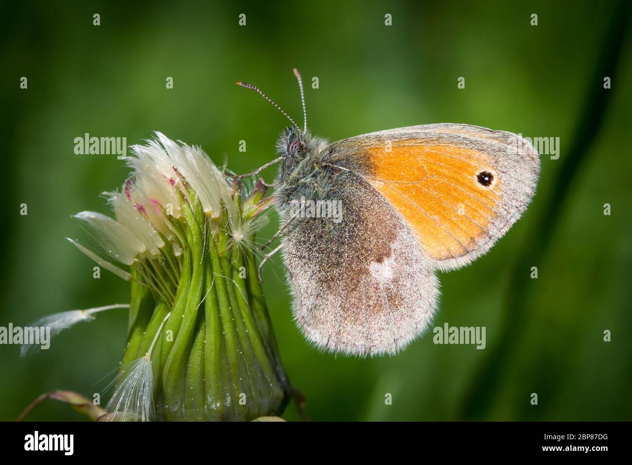Small Heath butterfly (Lepidoptera Coenonympha pamphilus) alimentazione su un fiore rosa Foto Stock