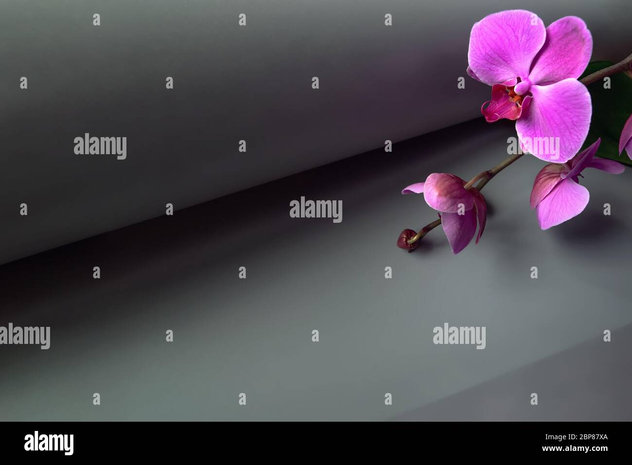 Composizione geometrica con orchidea rosa su sfondo grigio. Rotolo di carta in prospettiva. Spazio di copia Foto Stock