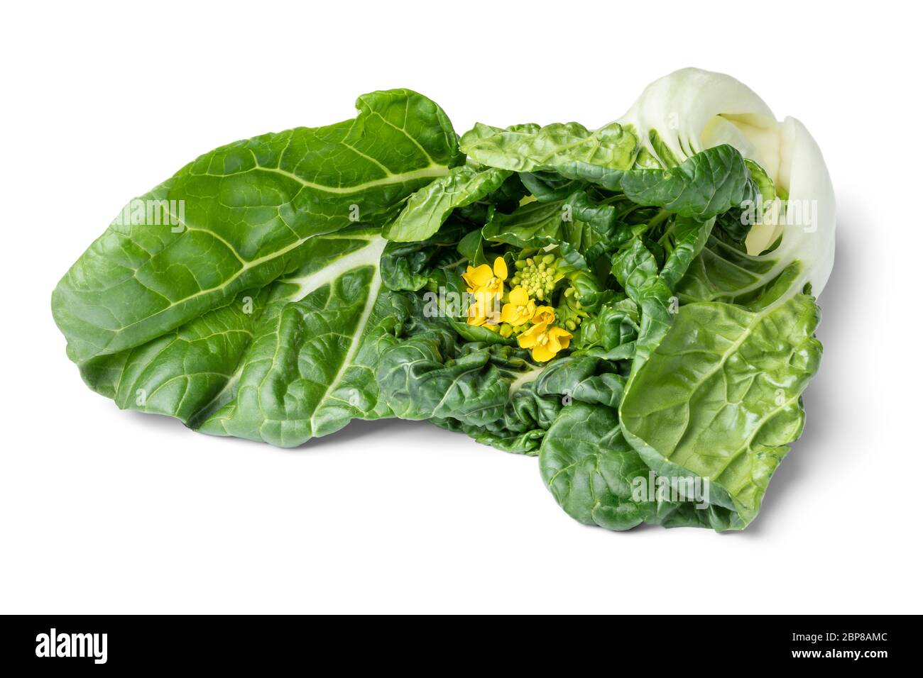 Bok choy giallo fiore vicino isolato su sfondo bianco Foto Stock