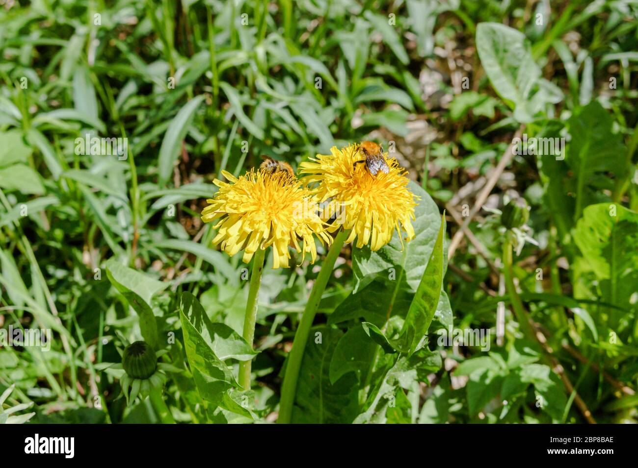 un insetto bumblebee su un fiore giallo, due api su dandelioni Foto Stock
