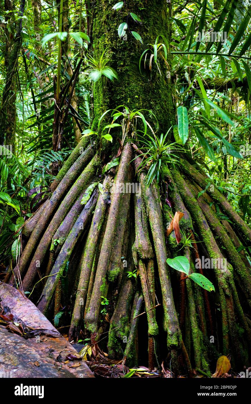 Albero a piedi nella lussureggiante foresta pluviale di Cerro Pirre nel parco nazionale Darien, provincia di Darien, Repubblica di Panama Foto Stock