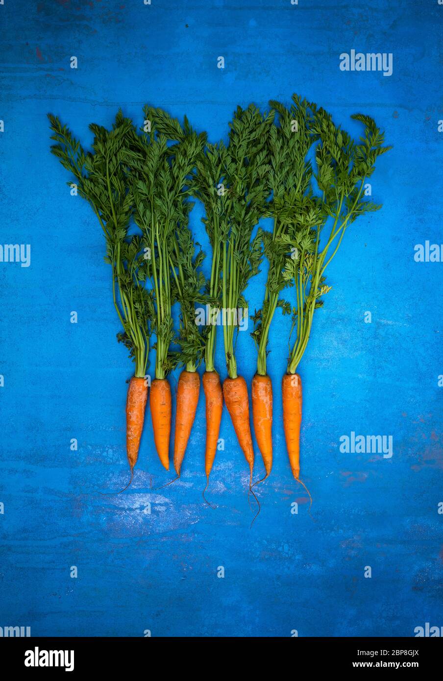 Un mazzo di carote con lunghe code verdi fotografate su uno sfondo blu. Foto Stock