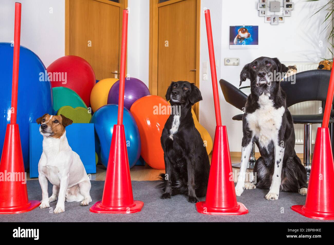 Eine Gruppe von Hunden wartet auf ihre Behandlung Foto Stock