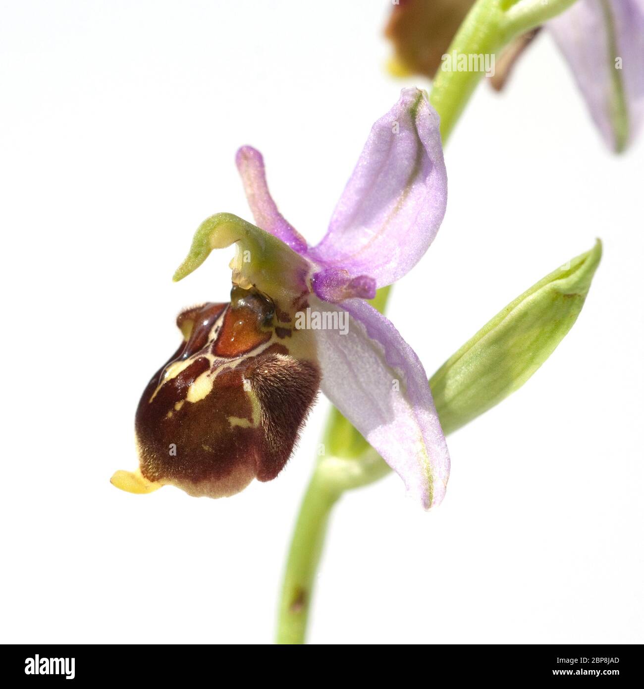Bienen-Ragwurz, Ophrys apifera, Orchidee Foto Stock