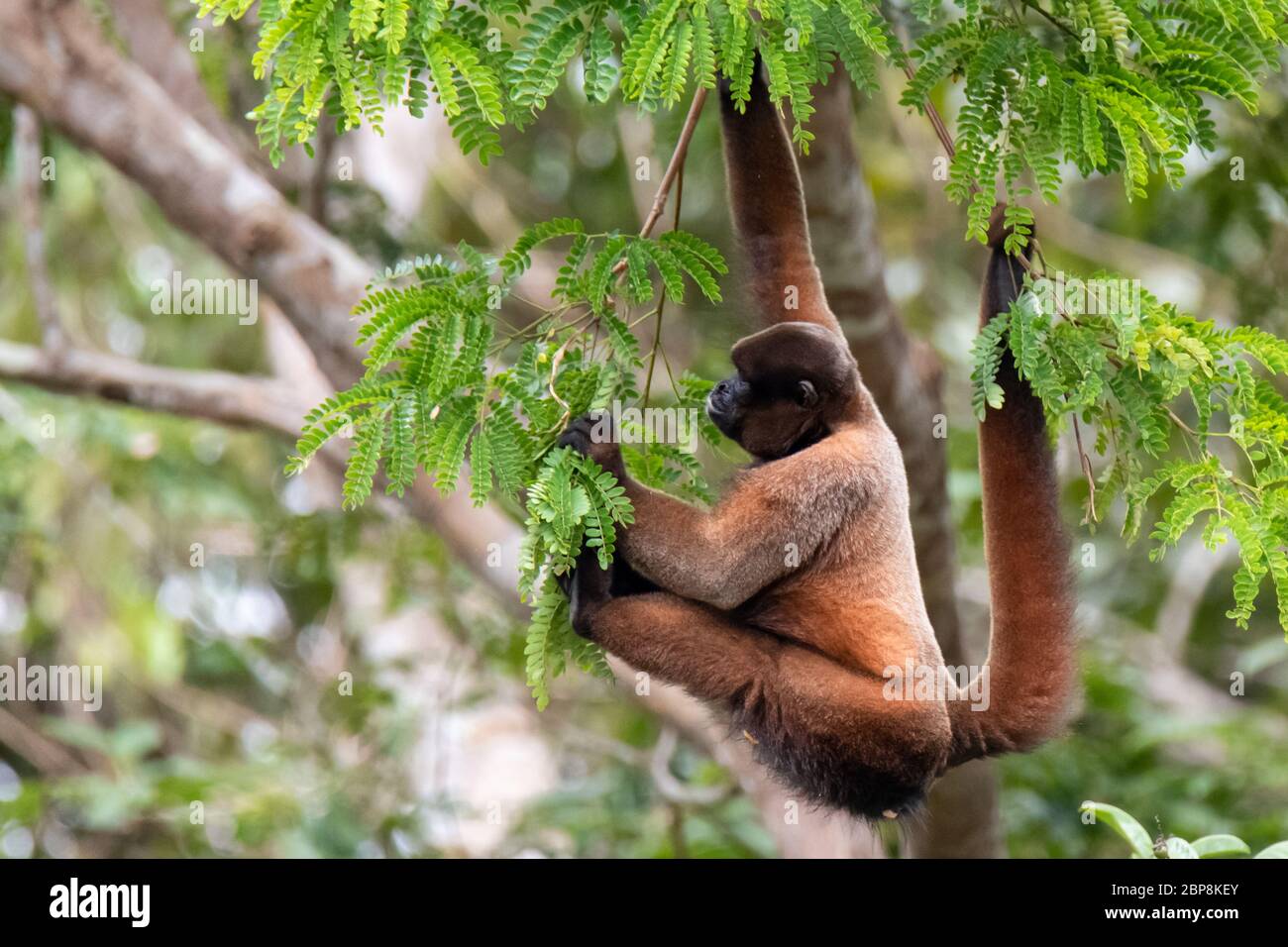 Scimmia marrone lanosa (Lagothrix lagotricha) nel baldacchino della foresta amazzonica in Perù Foto Stock