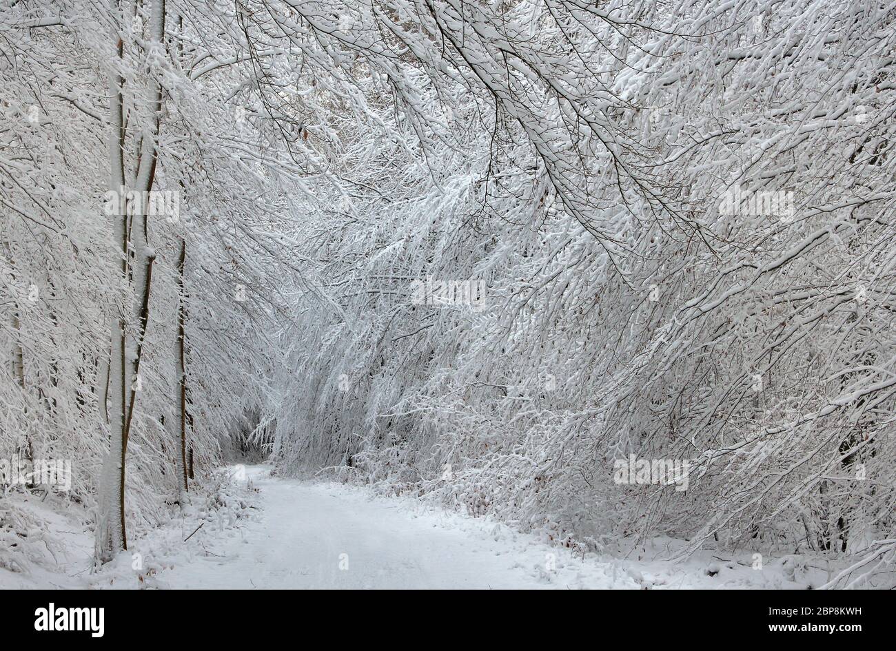 Winterwald im Berufsdorf, beim Berufsdorf, zugeschneiter Wanderweg. Foto Stock