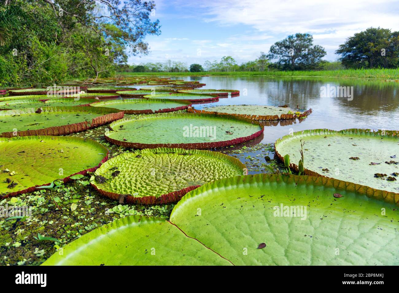 Victoria Regia, il più grande lily pad nel mondo nella foresta amazzonica vicino a Iquitos, Perù Foto Stock