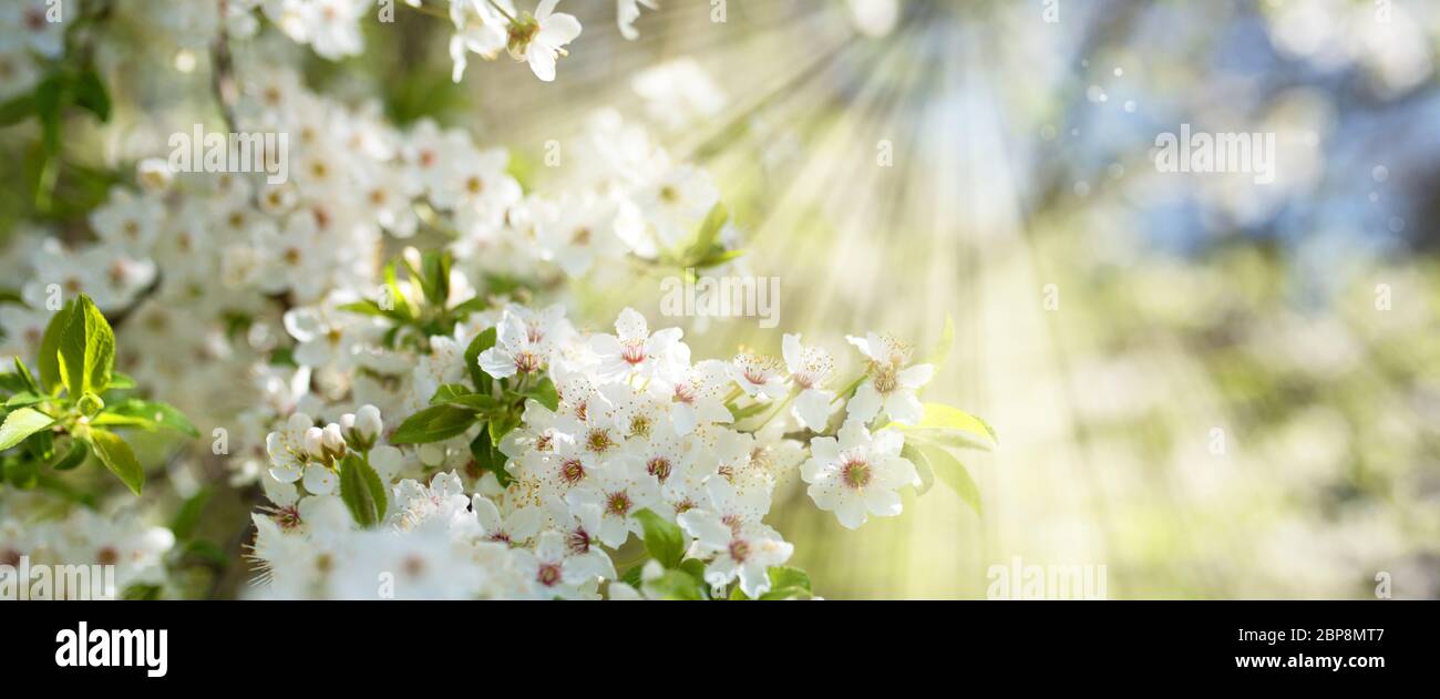 Bianco Ciliegio fiorisce in primavera sole con cielo blu e gara bokeh di fondo Foto Stock