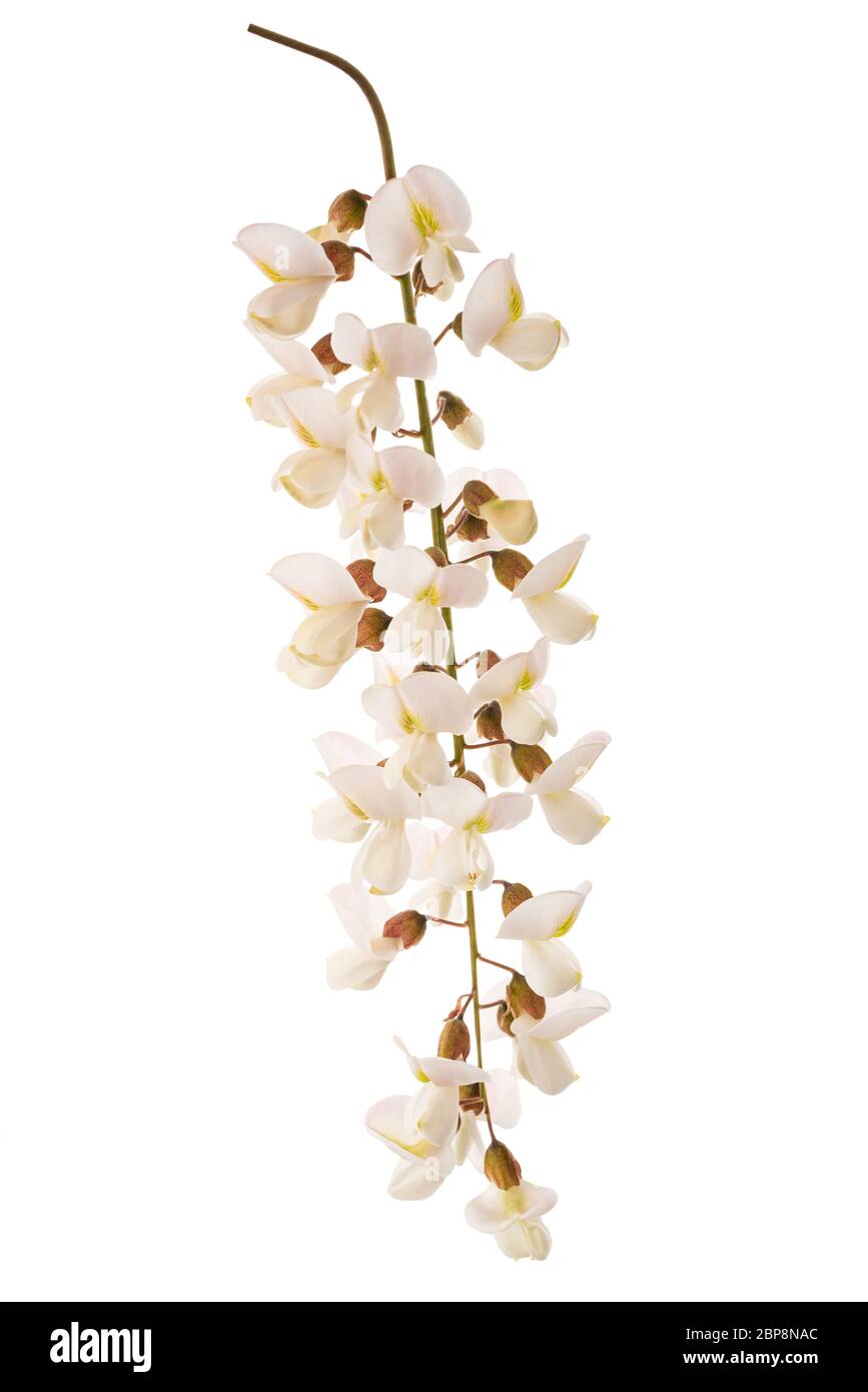 fiori di locusto neri isolati su sfondo bianco Foto Stock