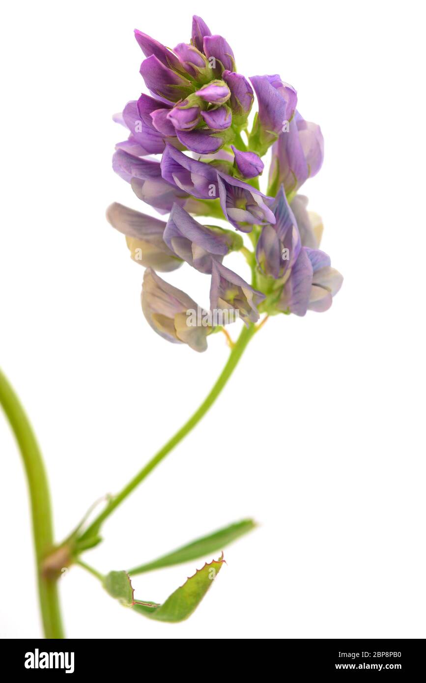 Medicago Sativa pianta isolata su sfondo bianco Foto Stock