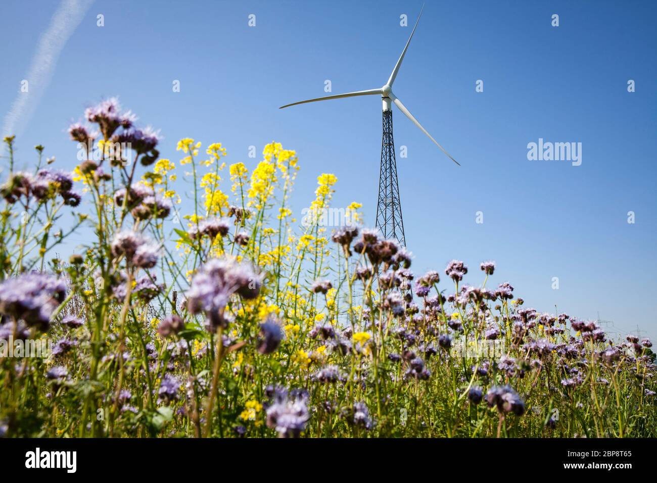 Zona fiorita di una centrale eolica e di campo a Bornheim, vicino a Bonn, Renania settentrionale-Vestfalia, Germania. Einem Feldrand und Windkraft Foto Stock