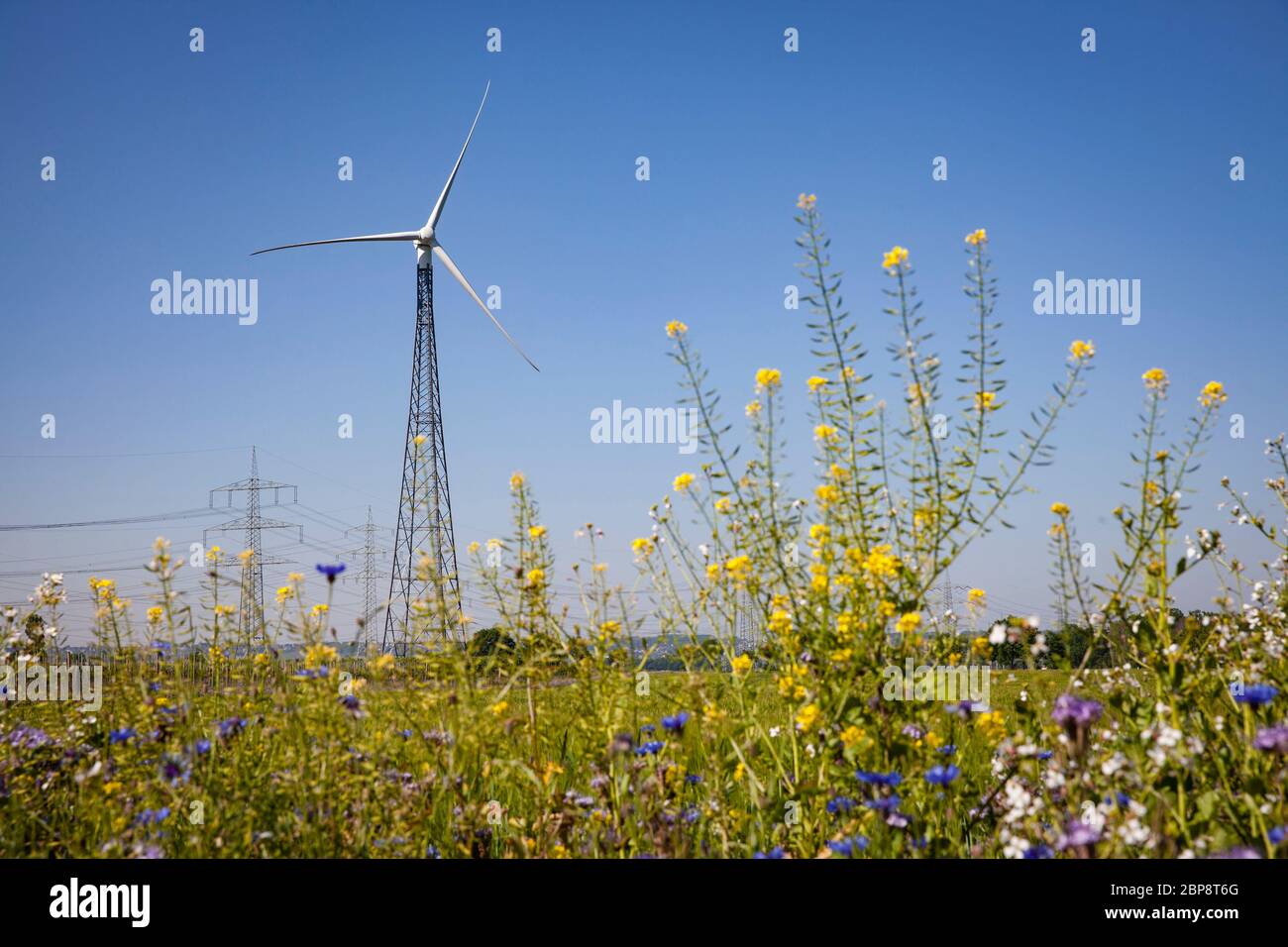 Zona fiorita di una centrale eolica e di campo a Bornheim, vicino a Bonn, Renania settentrionale-Vestfalia, Germania. Einem Feldrand und Windkraft Foto Stock