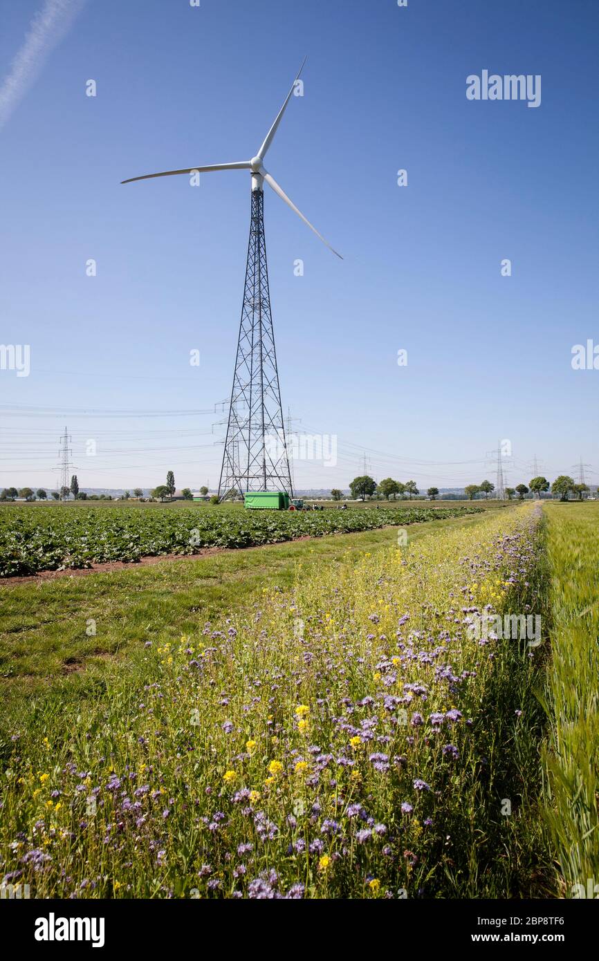 Zona fiorita di una centrale eolica e di campo a Bornheim, vicino a Bonn, Renania settentrionale-Vestfalia, Germania. Einem Feldrand und Windkraft Foto Stock