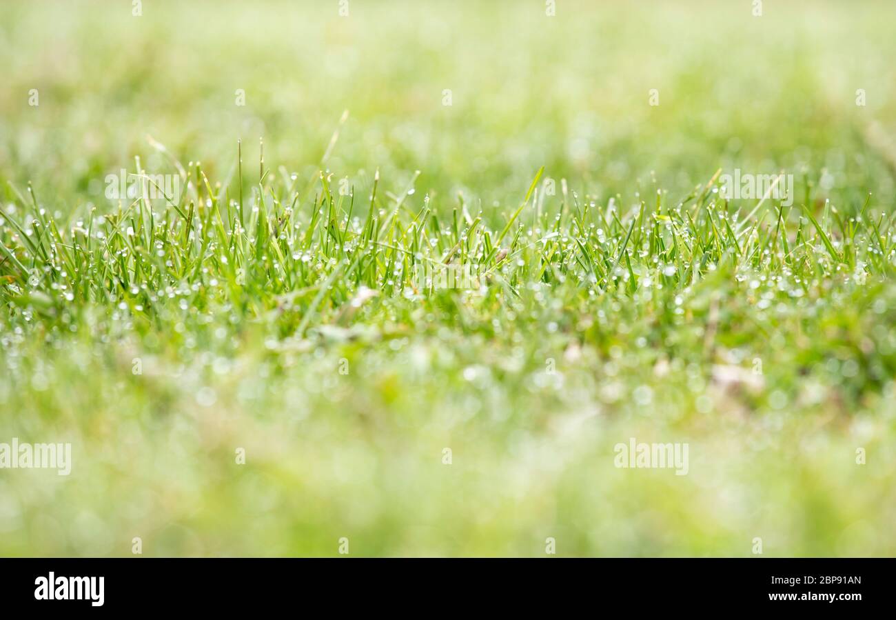 Rugiada mattutina, gocce d'acqua su erba fresca e verde tagliata. Spazio vuoto, spazio per la copia. Profondità di campo poco profonda. Foto Stock