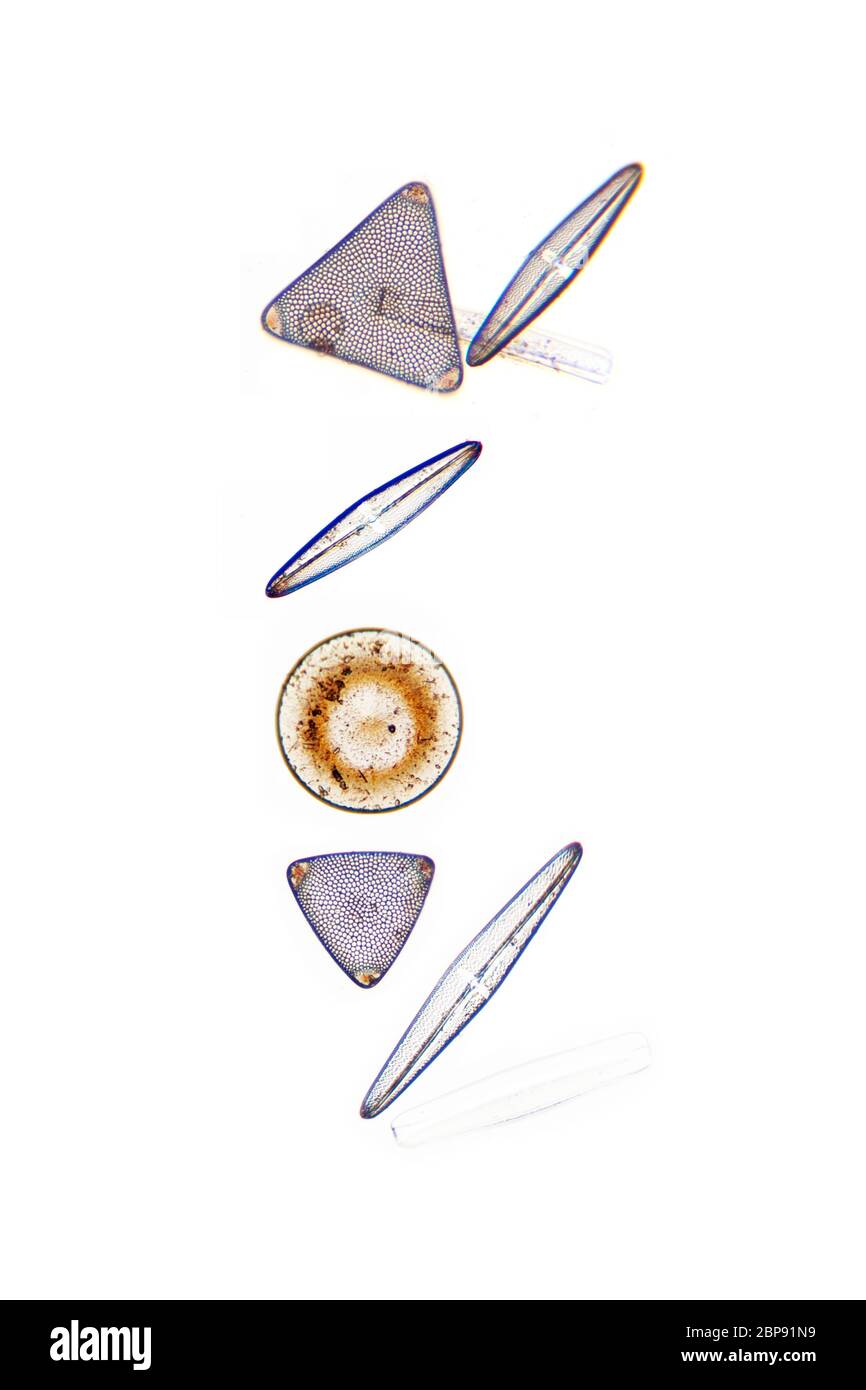 Terre De Diatomée Poulaillers 2Kg Francodex - Poulailler Direct - Foto 5