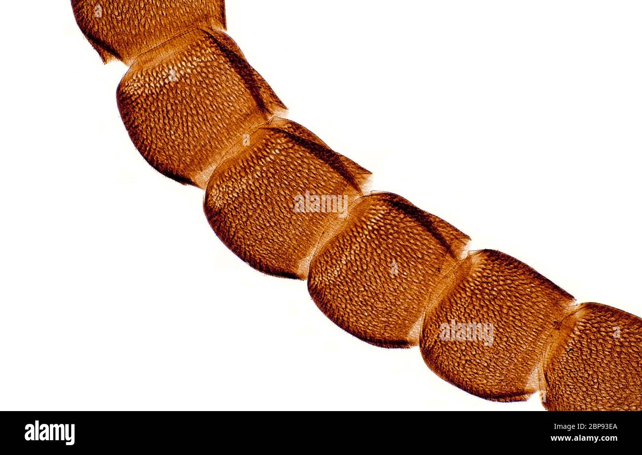 Comune wasp, Vespula vulgaris, antenna, Hymenoptera, vista al microscopio Foto Stock