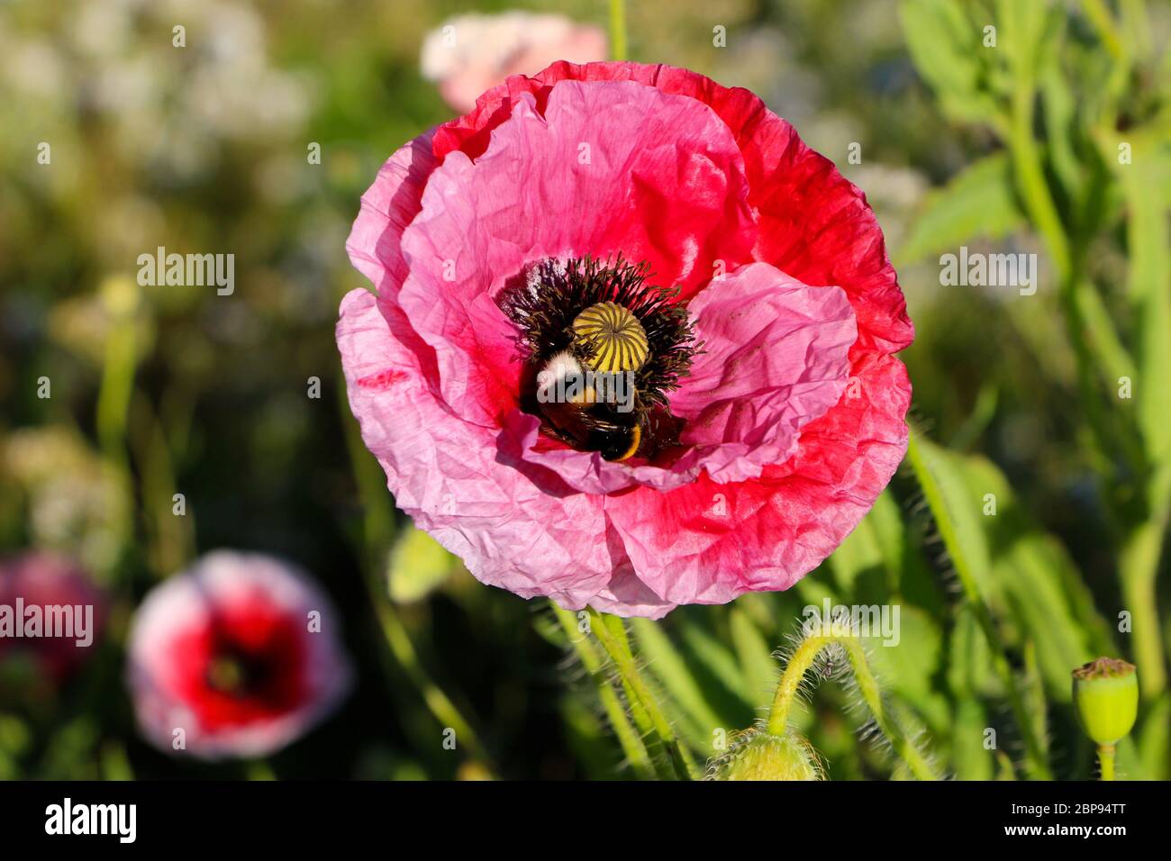 Serie 1 di 6 Bombus lucorum o ape bumble dalla coda bianca all'interno di una Papaver rhoeas o fiore rosso papavero da vicino Foto Stock