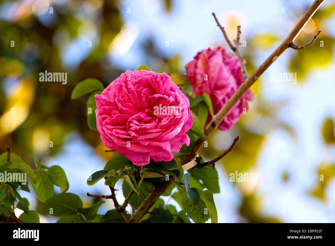 Rosa centifolia Provenza rosa o cavolo rosa rosa rosa rosa brillante primo piano Foto Stock