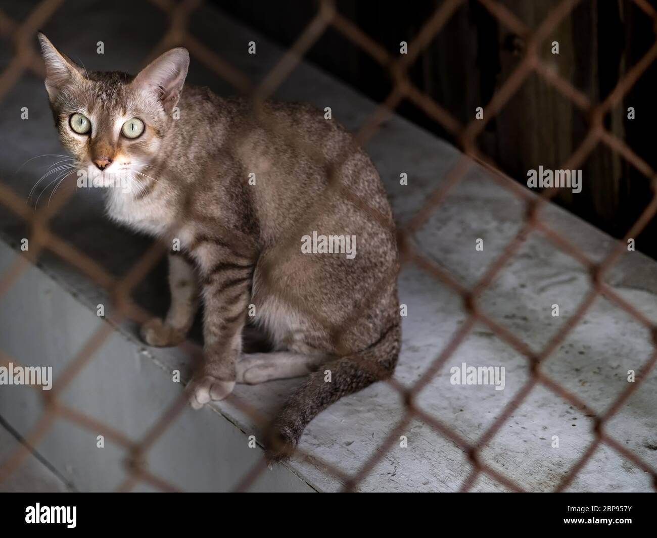 Un gatto che guarda la videocamera, il setaccio a maglia metallica, la mesh a filo di fence in primo piano. Foto Stock