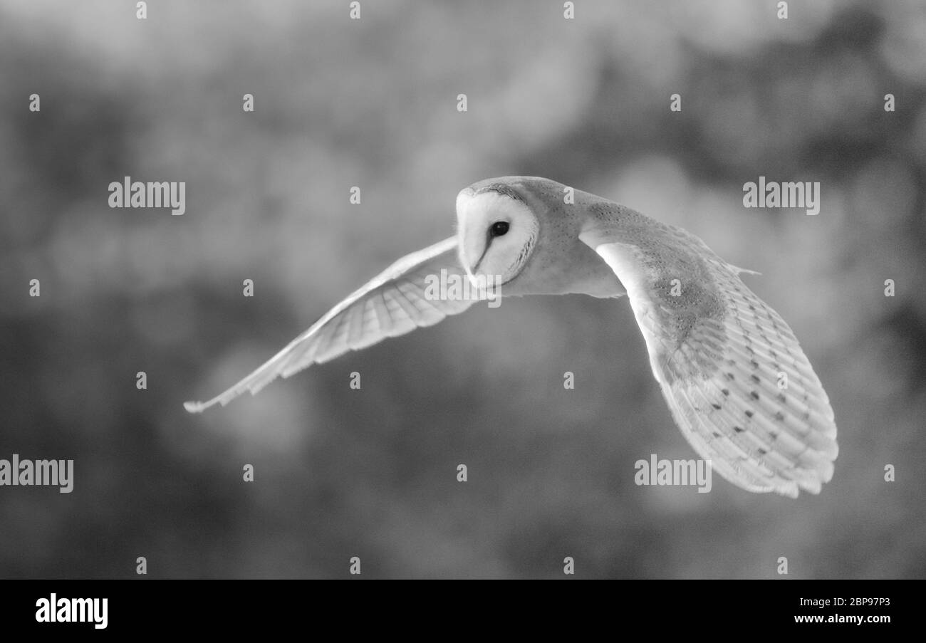 Gufo di fienile che vola a York, Inghilterra, Regno Unito Foto Stock