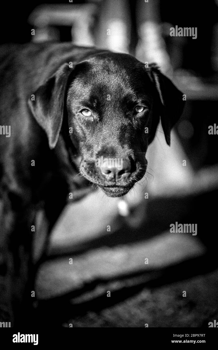 ritratto di un labrador marrone scuro in bianco e nero Foto Stock