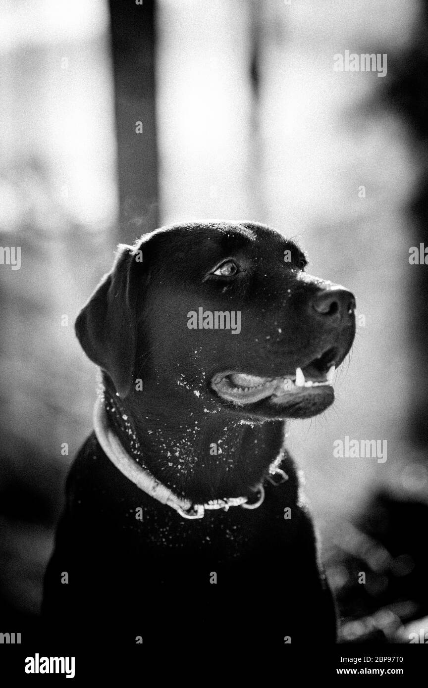 ritratto di un labrador retriever marrone scuro Foto Stock