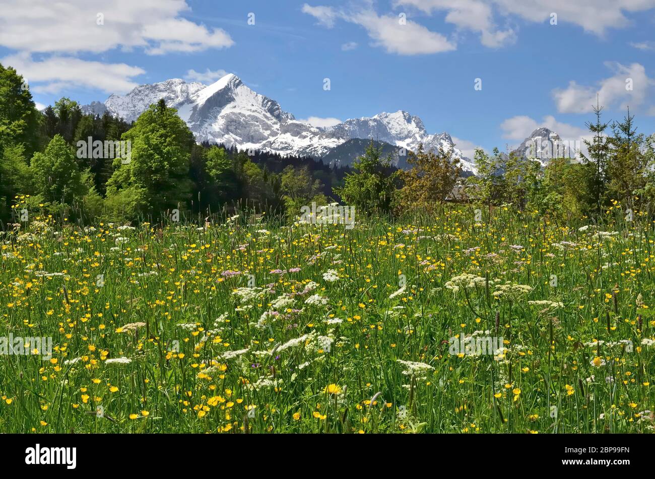Frühlingswiese bei, Garmisch-Partenkirchen Foto Stock