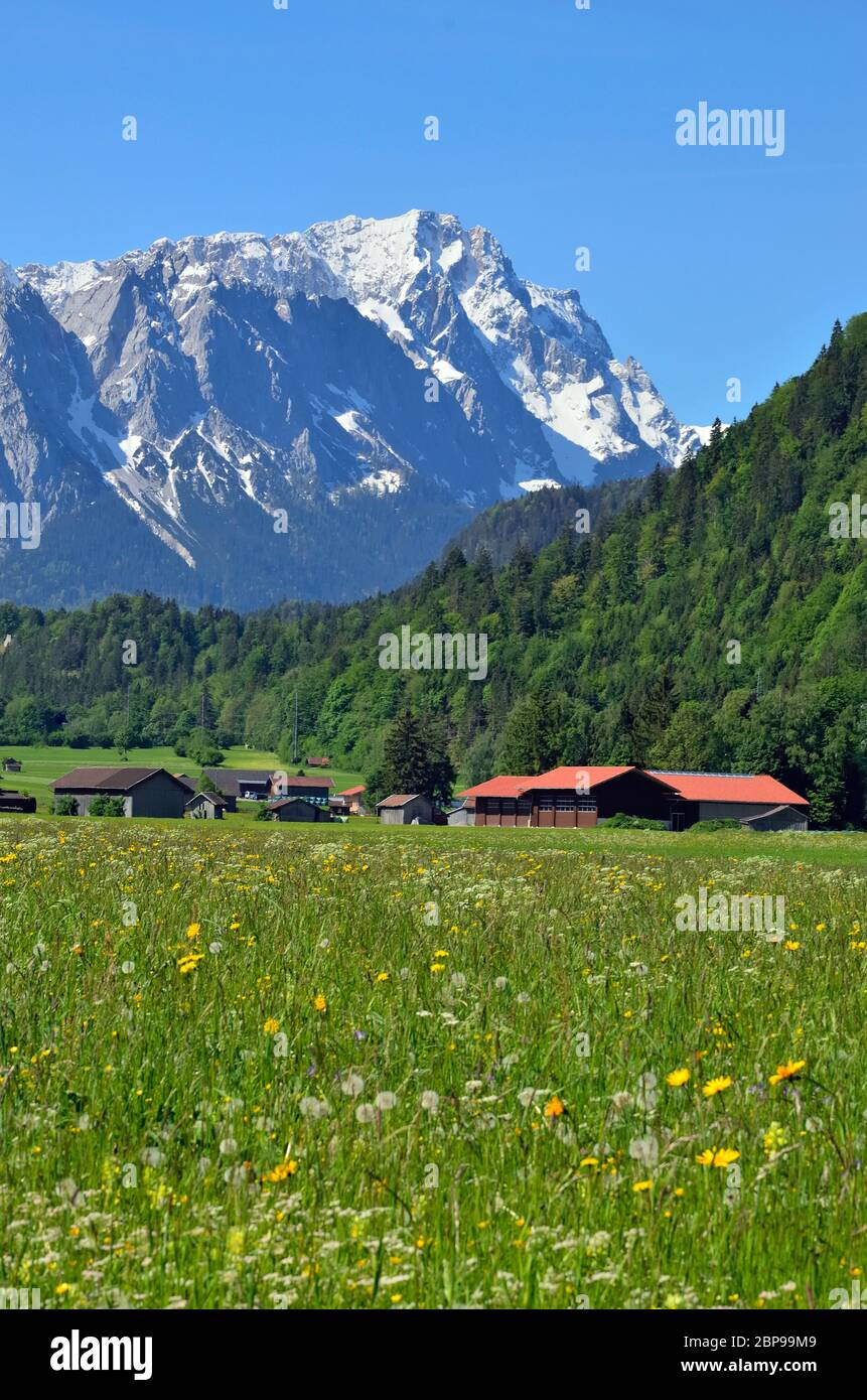 Zugspitze vor Frühlingswiese, Garmisch-Partenkirchen Foto Stock