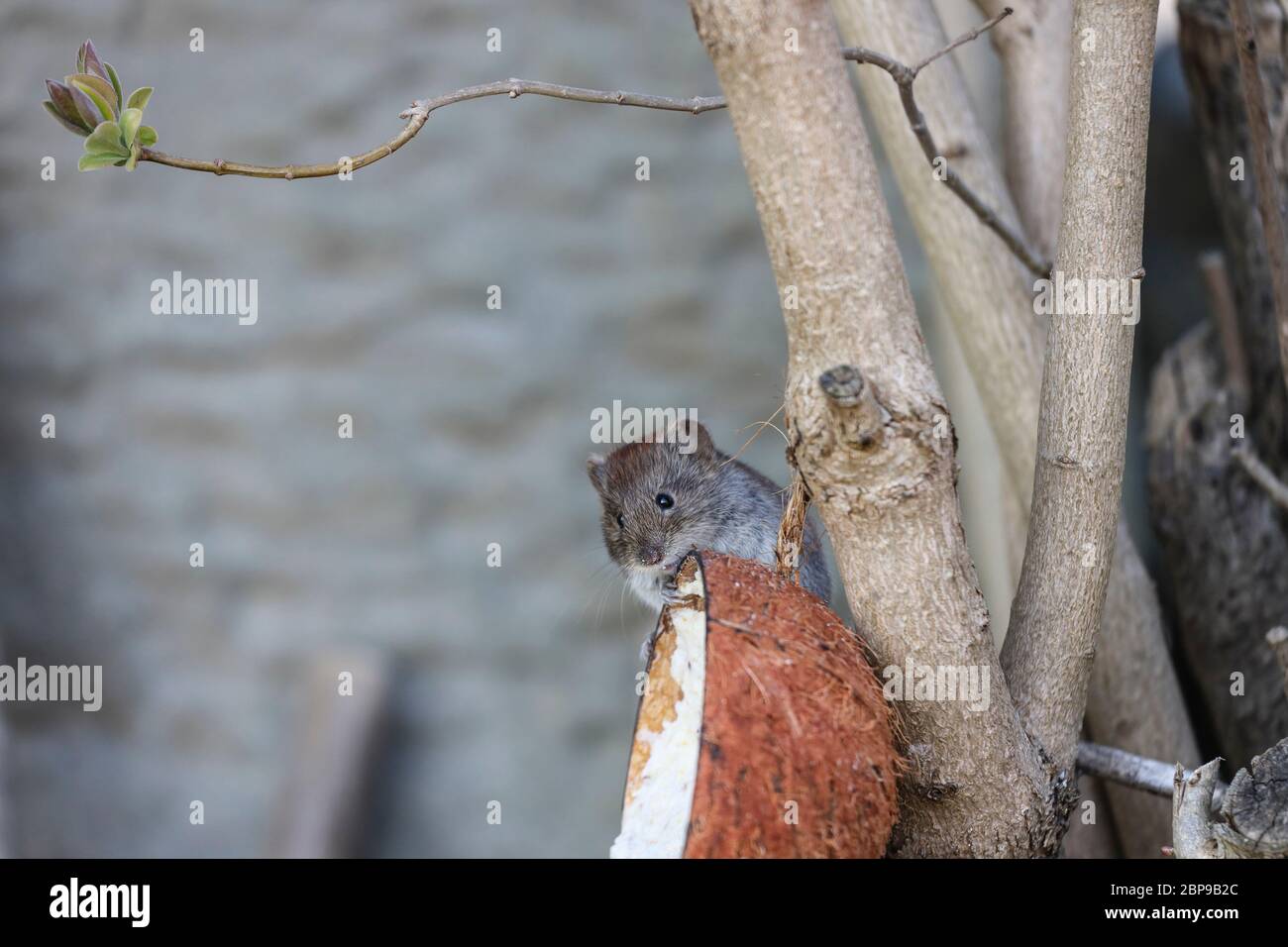 Bank Vole Clethrionomys glareolus che ha scalato un albero per alimentare su un tipo di conchiglia di alimentatore di uccelli, Inghilterra del Nord, Regno Unito Foto Stock Bank Vole Clethrionomys glareolus che ha scalato un albero per alimentare su un tipo di conchiglia di alimentatore di uccelli, Inghilterra del Nord, Regno Unito Foto Stock