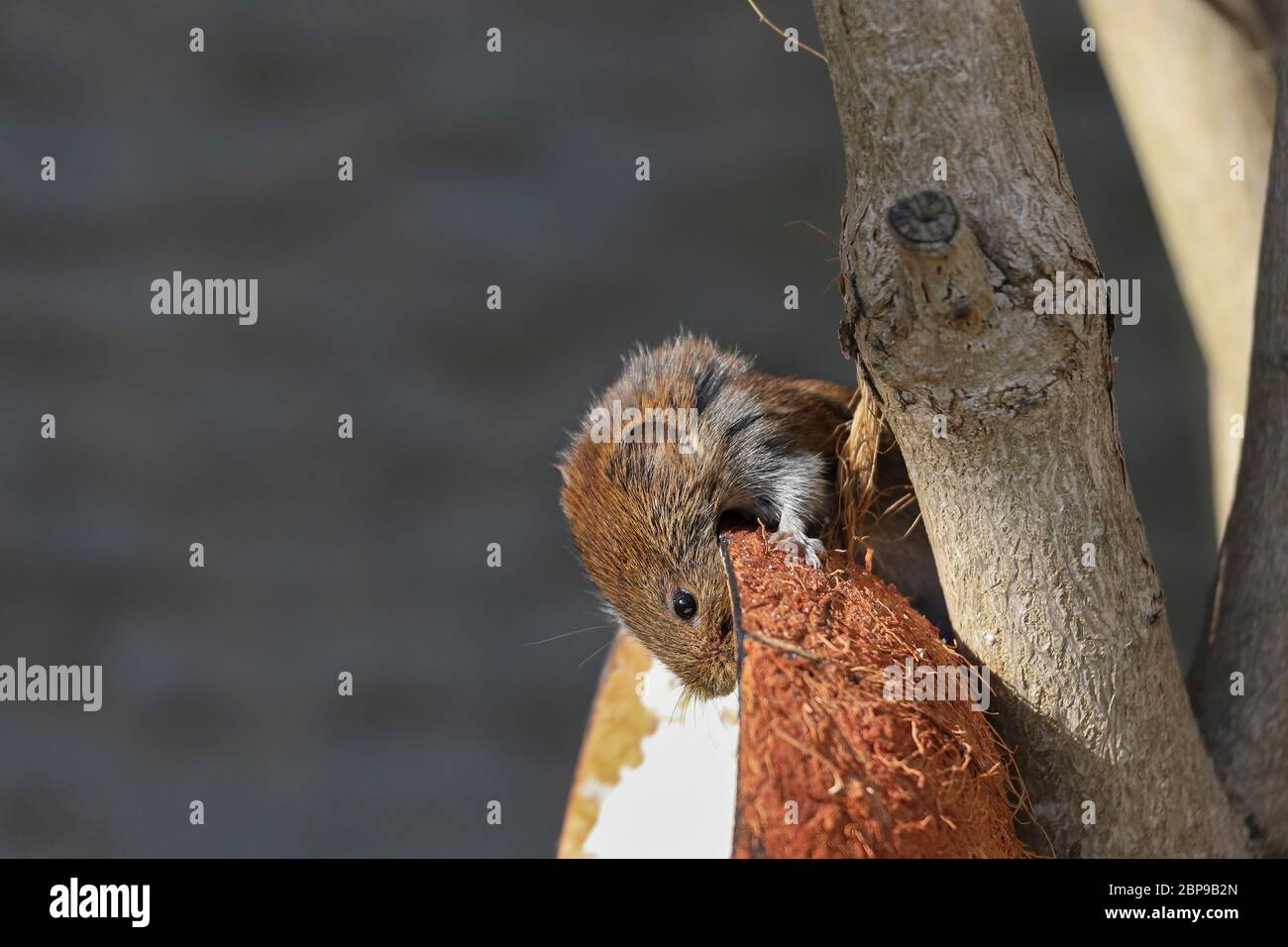 Bank Vole Clethrithionys glareolus che si alimenta su un tipo di conchiglia di cocco di Bird Feeder, Inghilterra del Nord, Regno Unito Foto Stock Bank Vole Clethrithionys glareolus che si alimenta su un tipo di conchiglia di cocco di Bird Feeder, Inghilterra del Nord, Regno Unito Foto Stock